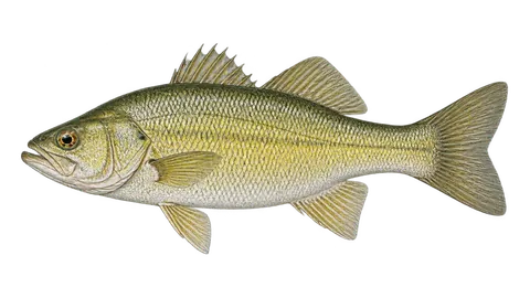 Illustration of Yellow bass