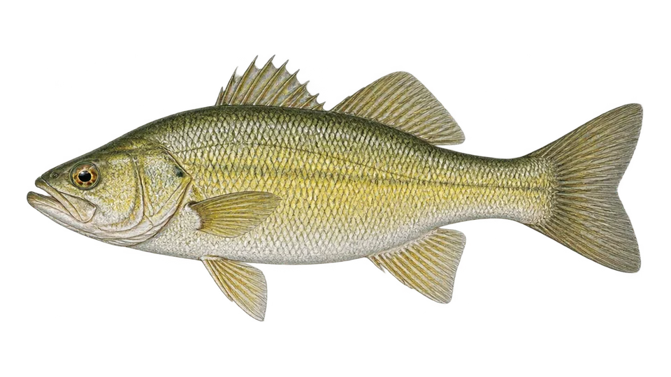 Ilustración científica de Robalo-amarelo