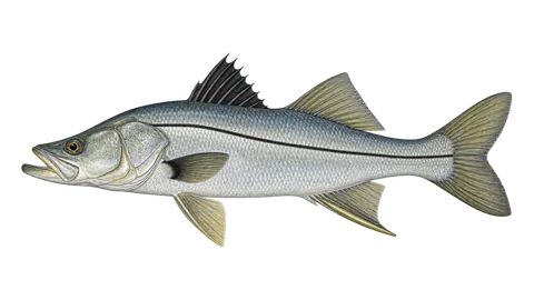 Illustration of Armed snook
