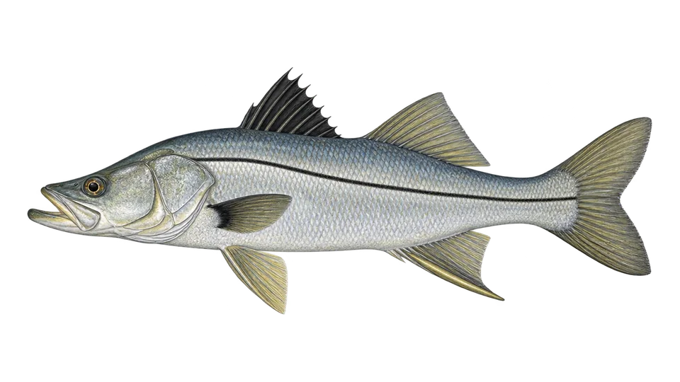 Scientific illustration of Armed snook