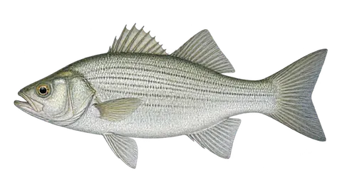 Illustration of White bass
