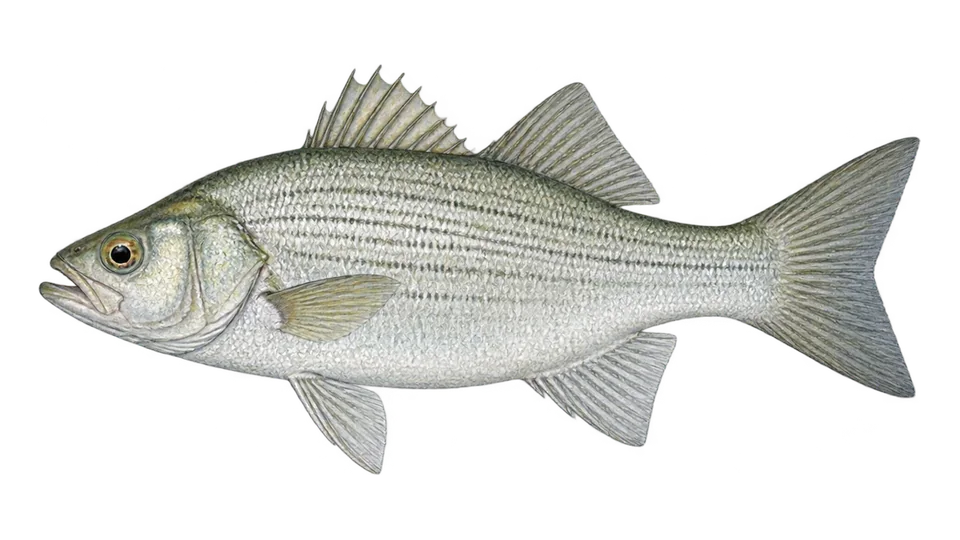Scientific illustration of White bass