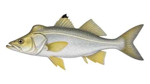 Illustration of Union snook