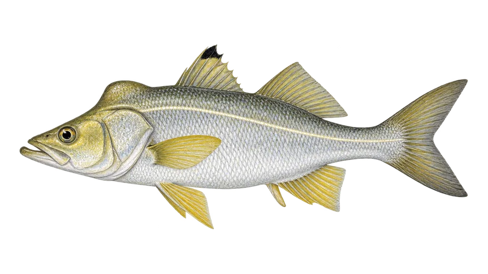 Scientific illustration of Union snook