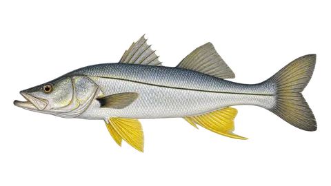 Illustration of Yellowfin snook