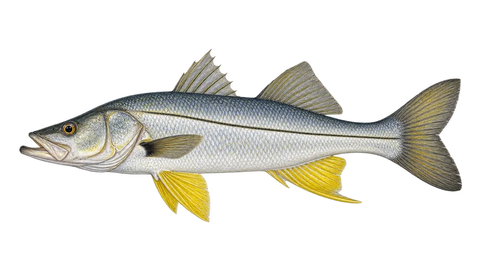 Scientific illustration of Yellowfin snook