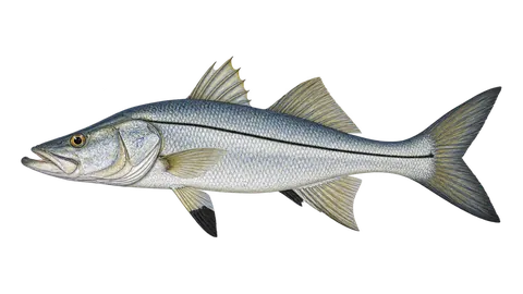 Illustration of Blackfin snook