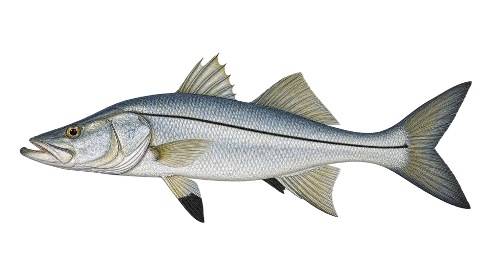 Ilustración científica de Róbalo aleta prieta