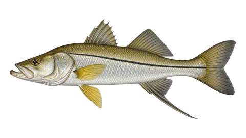 Ilustración de Robalo