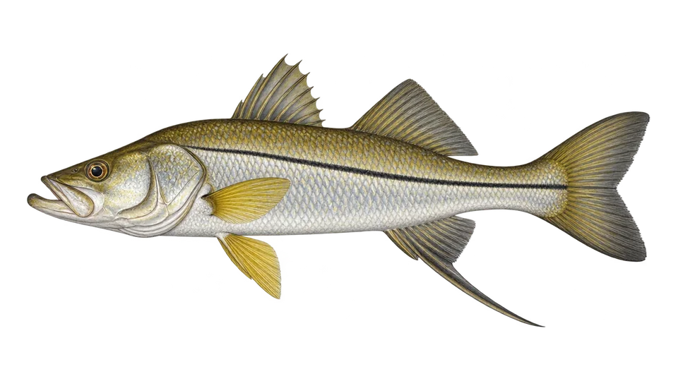 Ilustración científica de Robalo