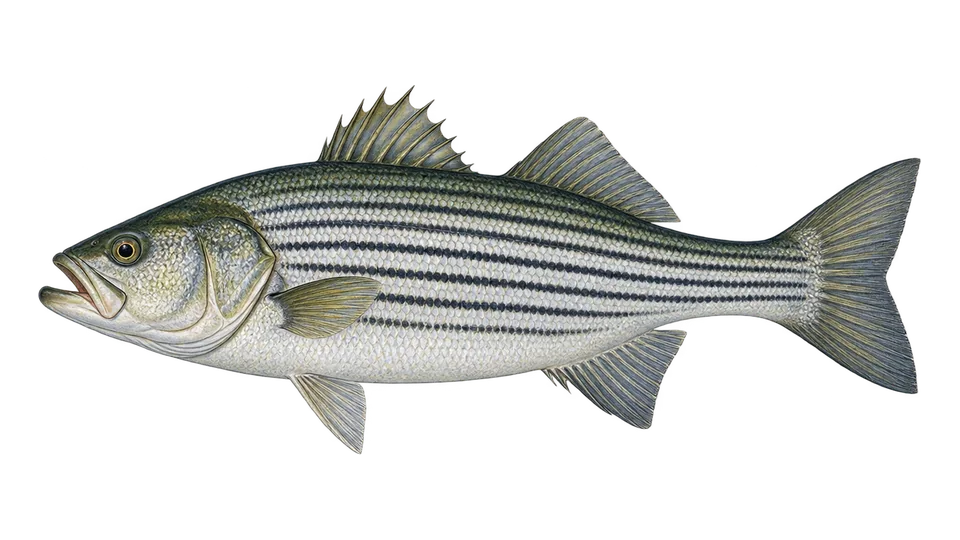 Scientific illustration of Striped bass