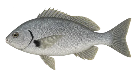 Illustration of Elongate grunt