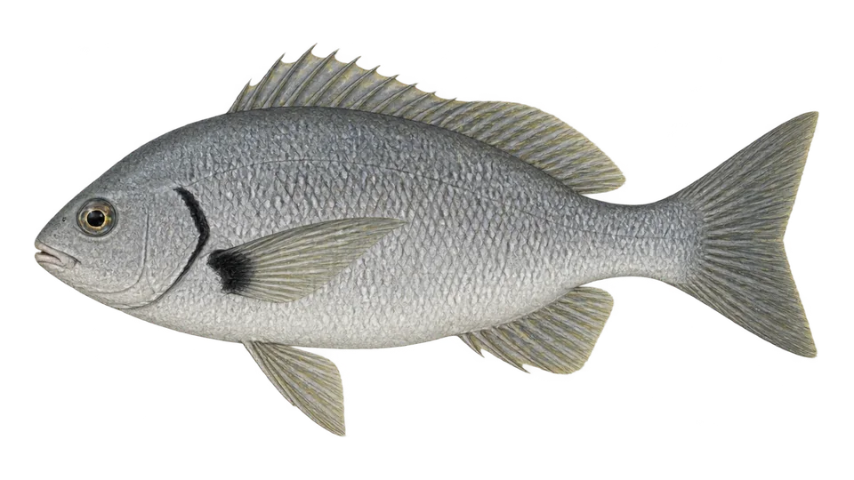 Scientific illustration of Elongate grunt
