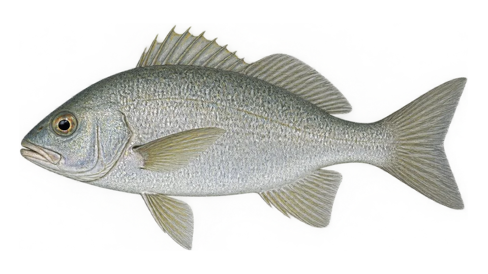 Scientific illustration of Sand grunt