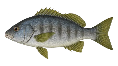 Ilustración de Ronco ofensivo