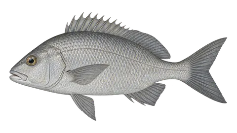 Ilustración de Ronco blanco