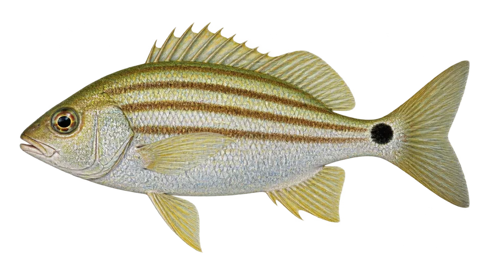 Scientific illustration of Bronzestripe grunt