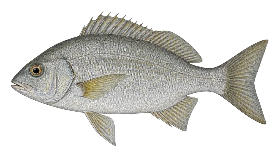 Scientific illustration of Cabinza grunt