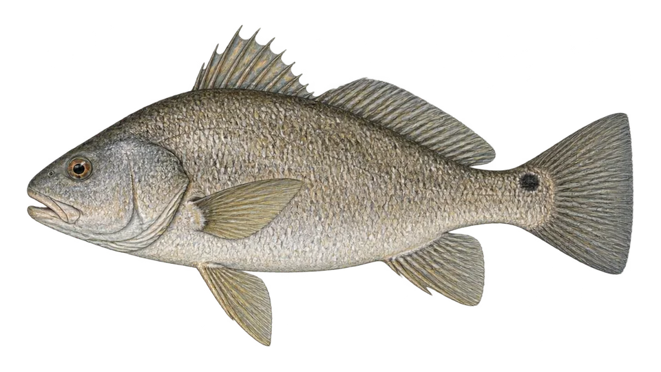 Scientific illustration of Freshwater drum