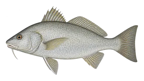Illustration of Polla drum