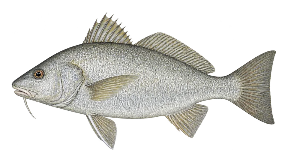 Scientific illustration of Polla drum