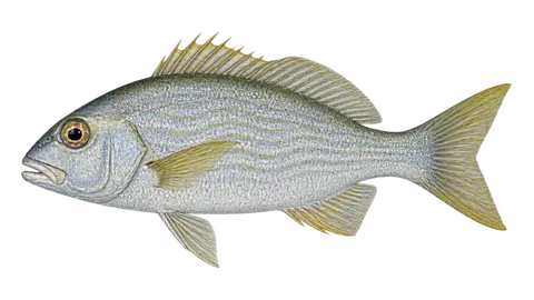 Ilustración de Ronco jopatón