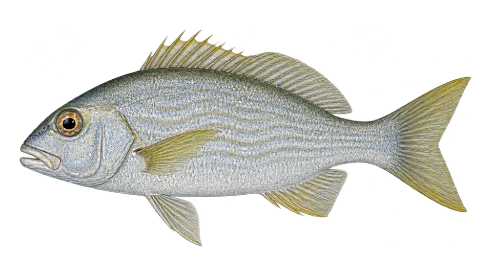 Scientific illustration of Wavyline grunt