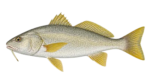 Illustration of Yellowfin drum