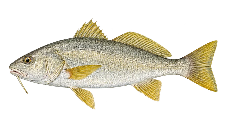 Scientific illustration of Yellowfin drum