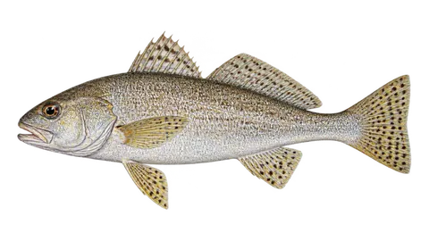 Illustration of Spotfin croaker