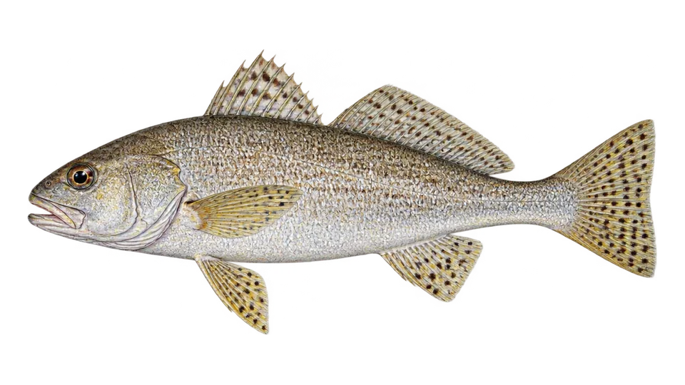 Scientific illustration of Spotfin croaker