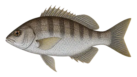 Illustration of Longspine grunt