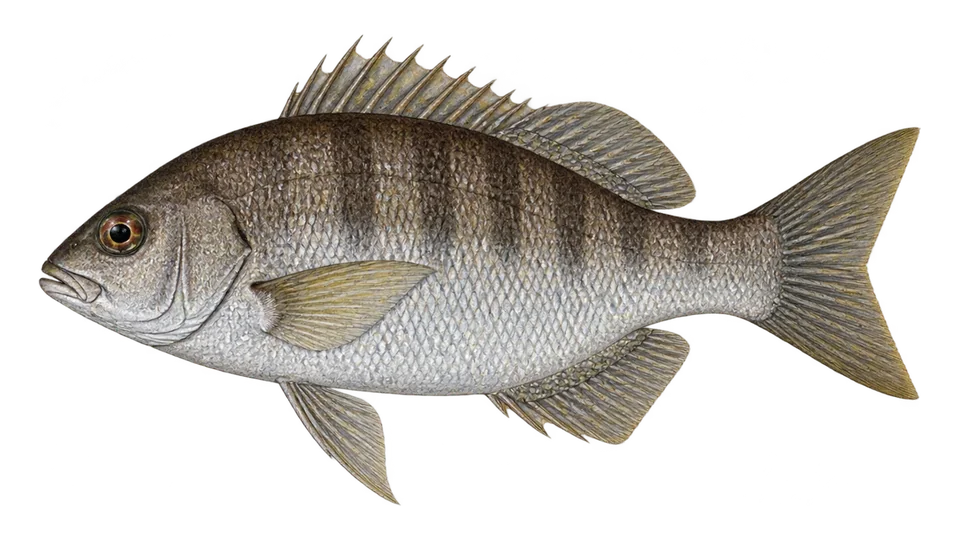 Ilustración científica de Roncacho gordo