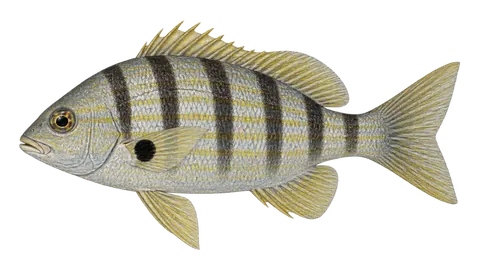 Ilustración de Ronco callana