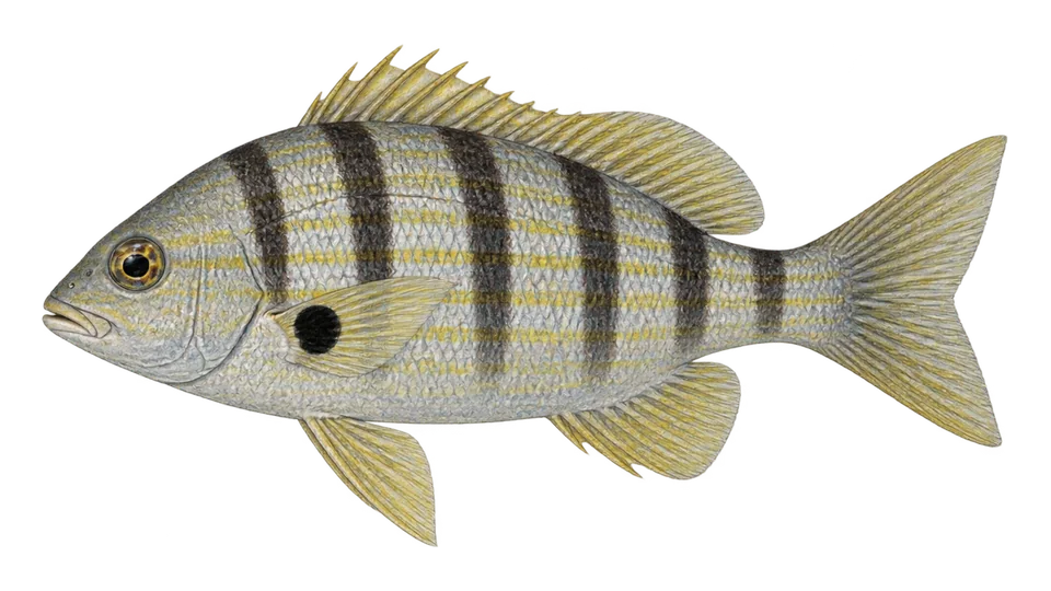 Scientific illustration of Yellowstripe grunt