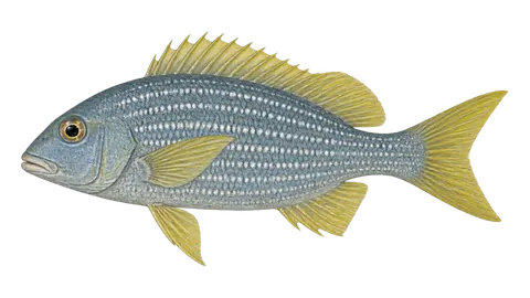 Illustration of Humpback grunt