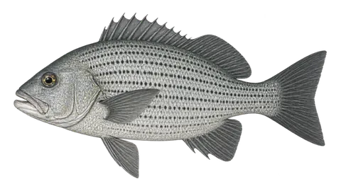 Illustration of Grey grunt