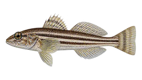 Ilustración de Ronco pelón rayado