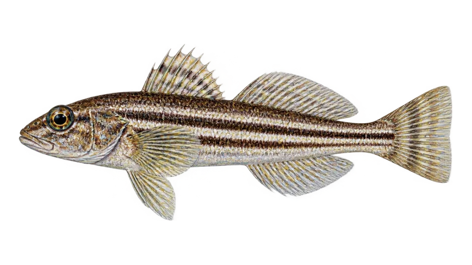 Scientific illustration of Stripefin ronquil