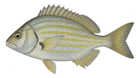 Ilustración de Chopa espina
