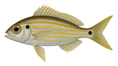 Ilustración de Ojón