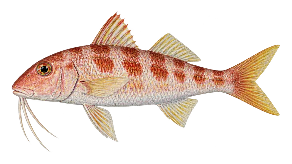 Scientific illustration of Mexican goatfish