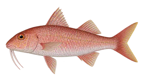 Illustration of Bigscale goatfish