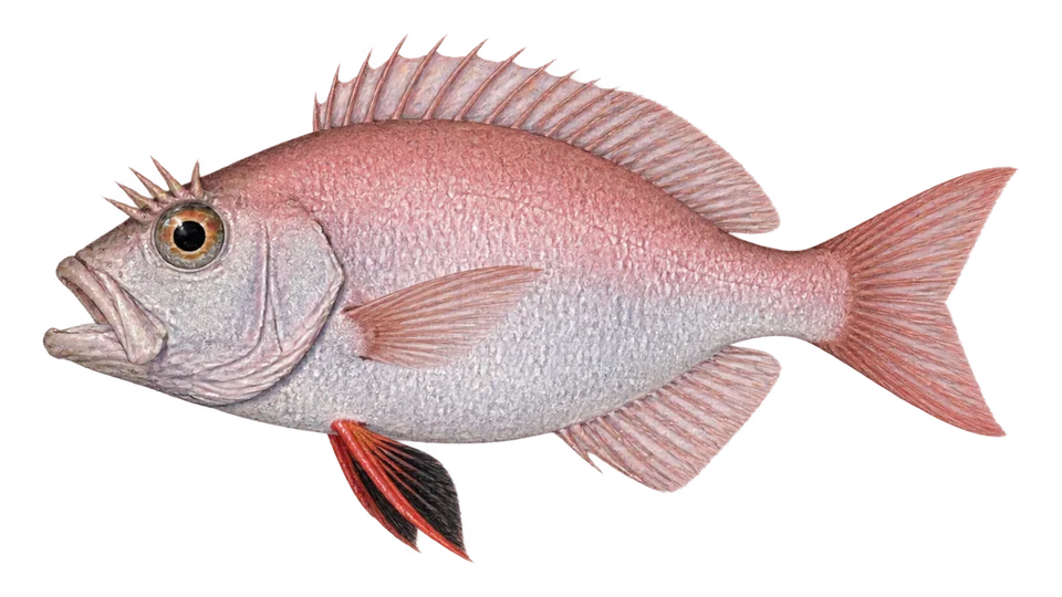 Ilustración científica de San pedro rosado