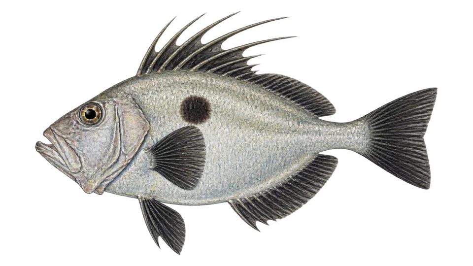 Scientific illustration of Silvery John dory