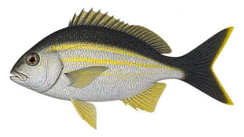 Ilustración de Mapurite