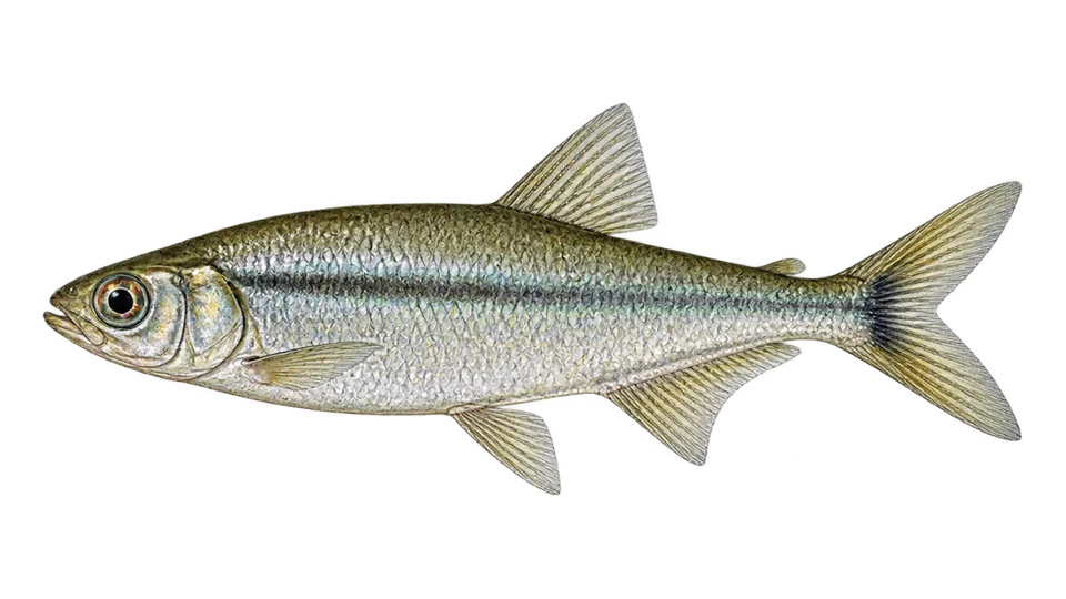 Scientific illustration of Elongate hatchetfish