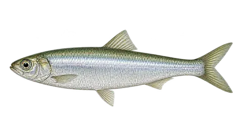 Illustration of Dwarf round herring
