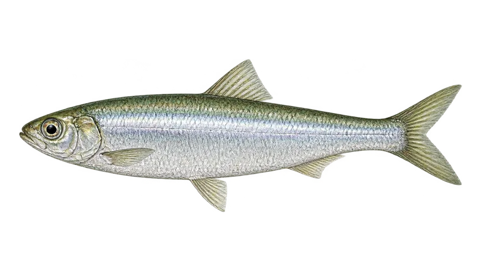 Ilustración científica de Manjúa