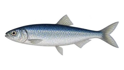 Ilustración de Sardina común
